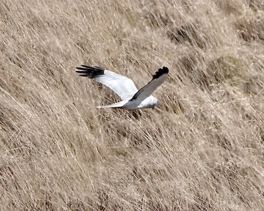 hen harrier